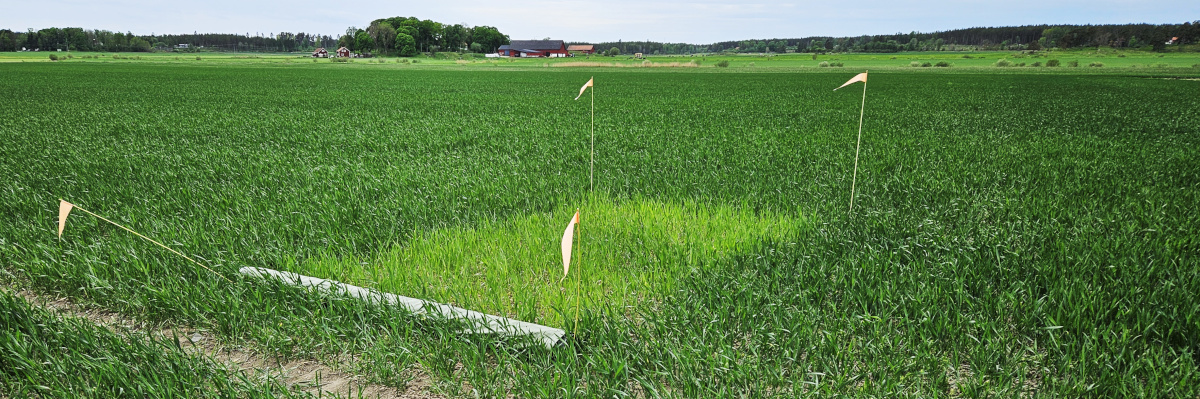 Nollruta i höstvetefält