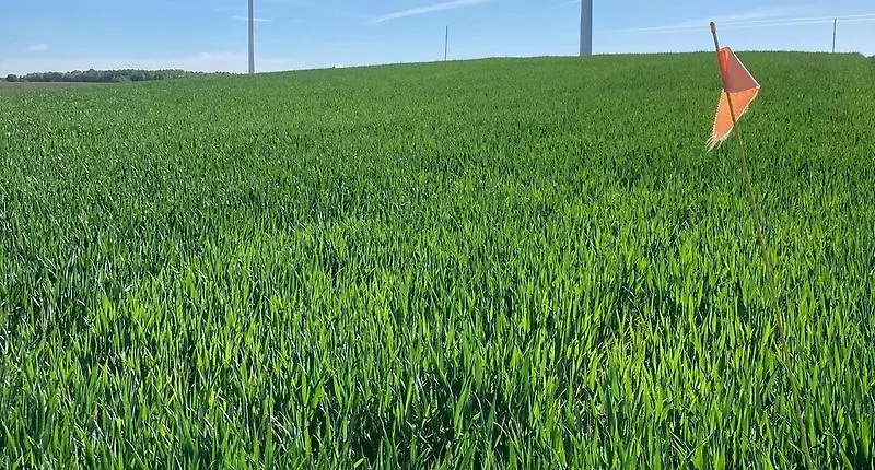 Bild 6. Region Kalmar, H2 i Vassmolösa, förfrukt höstvete. Foto Tellie Karlsson.