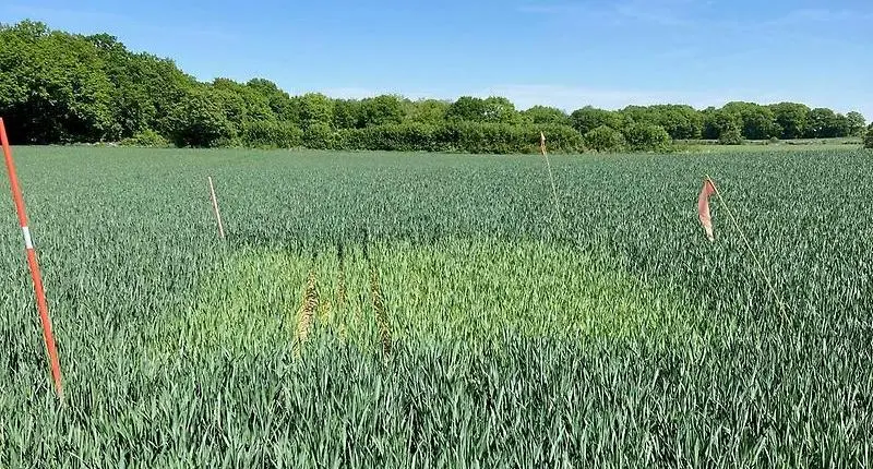 Bild 7. Region Kalmar, H5 i Eriksöre. Förfrukt höstvete. Foto Tellie Karlsson.