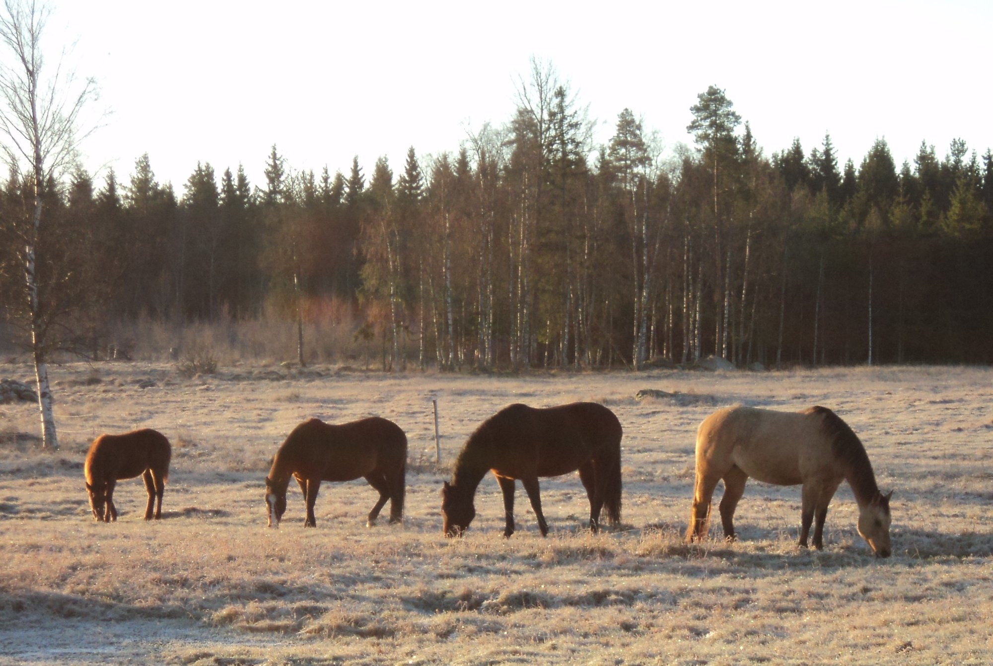 hästar på bete i hage.