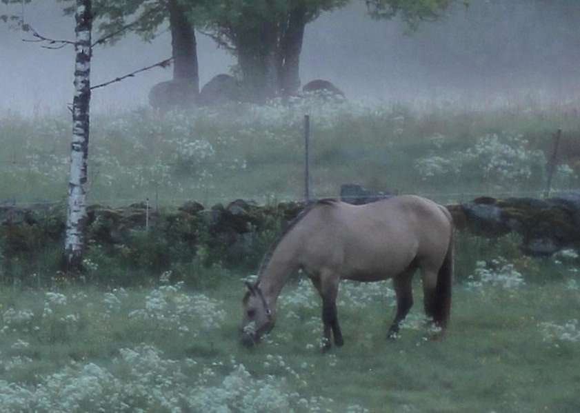Häst på bete i dimmig hage.